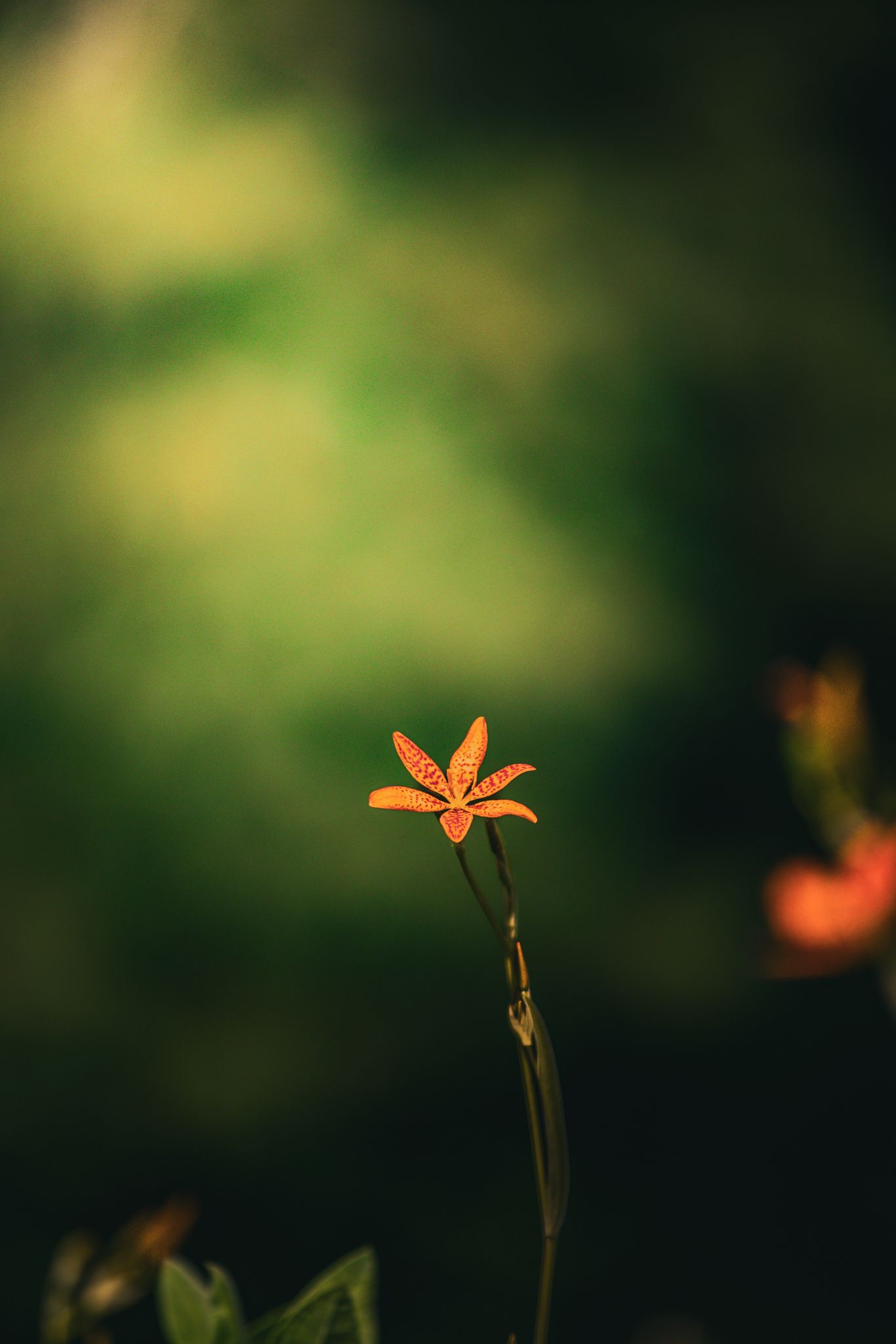 nature photography