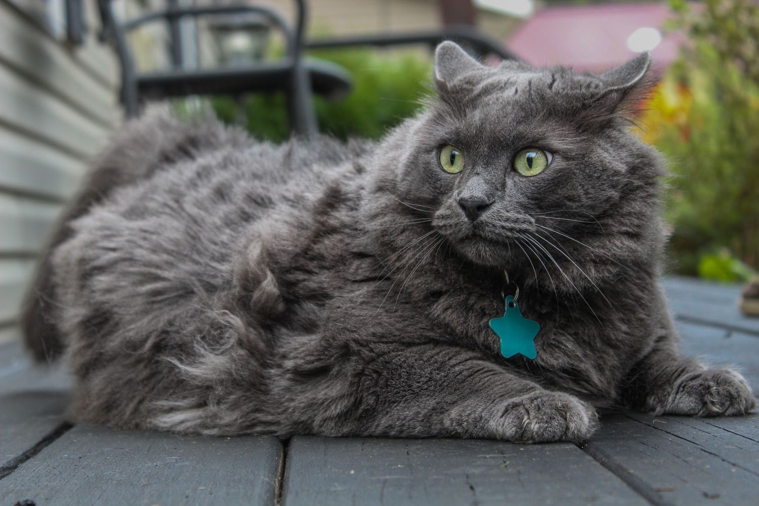 Fluffy gray long-haired cat with bright green eyes lounging on a wooden deck outdoors.