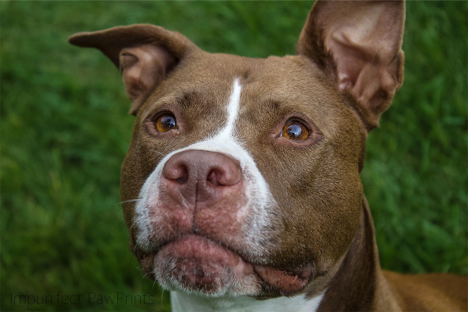 Close-up portrait of a brown and white pit bull dog with blue eyes looking up against green grass.
