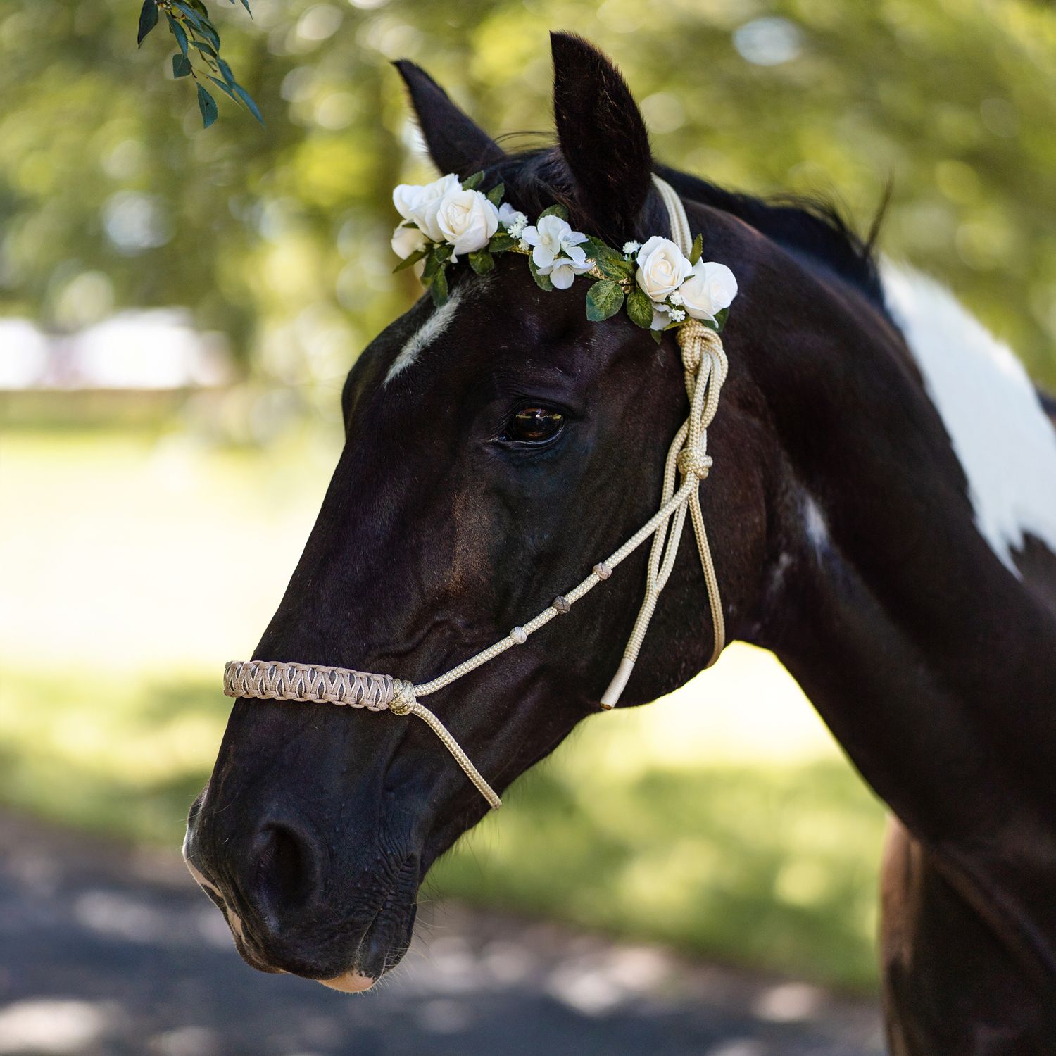 black horse with white flowers, decorative ribbons in its mane stands against a soft blurred green background, horse photo shoot in sydney