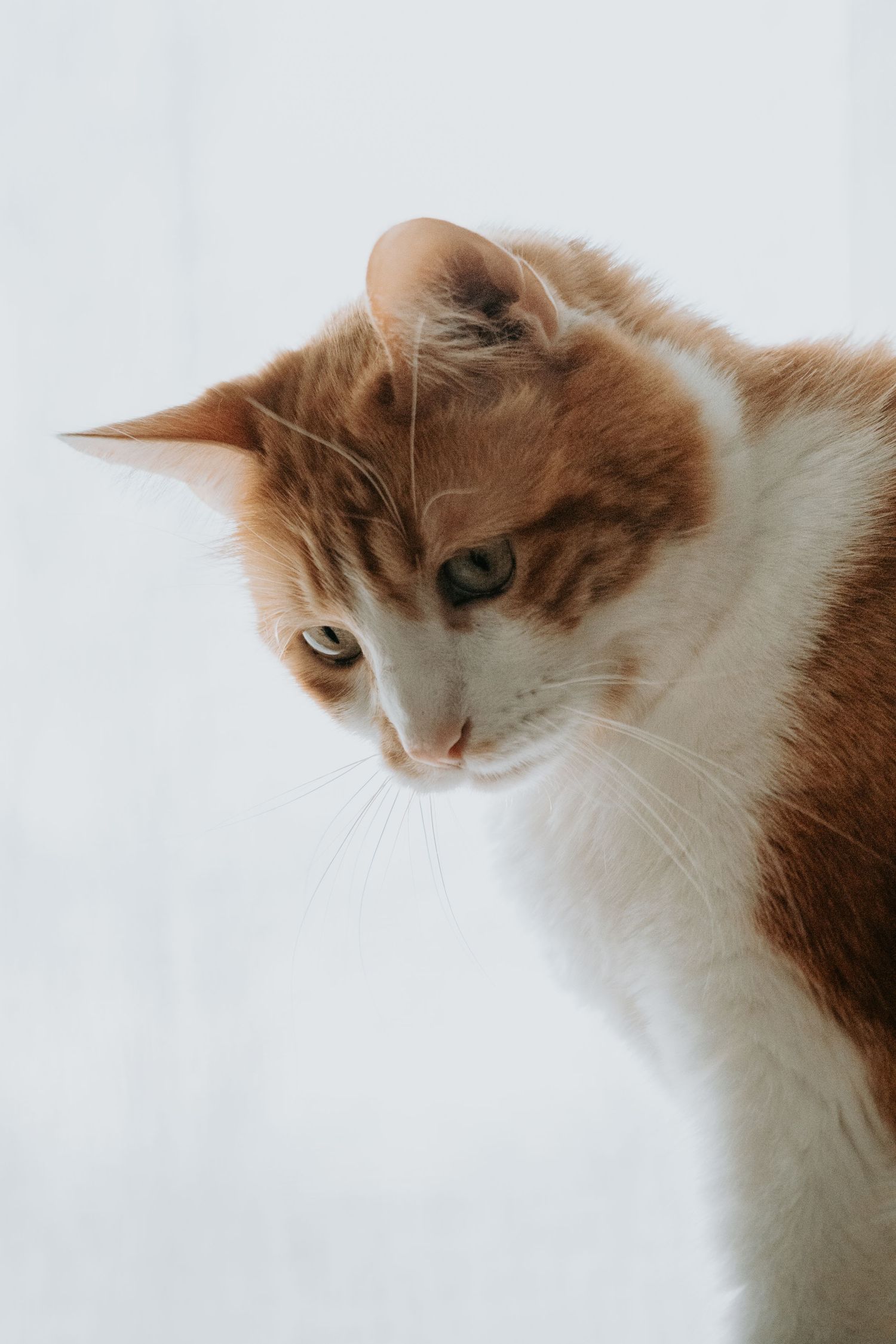 photographie animalière