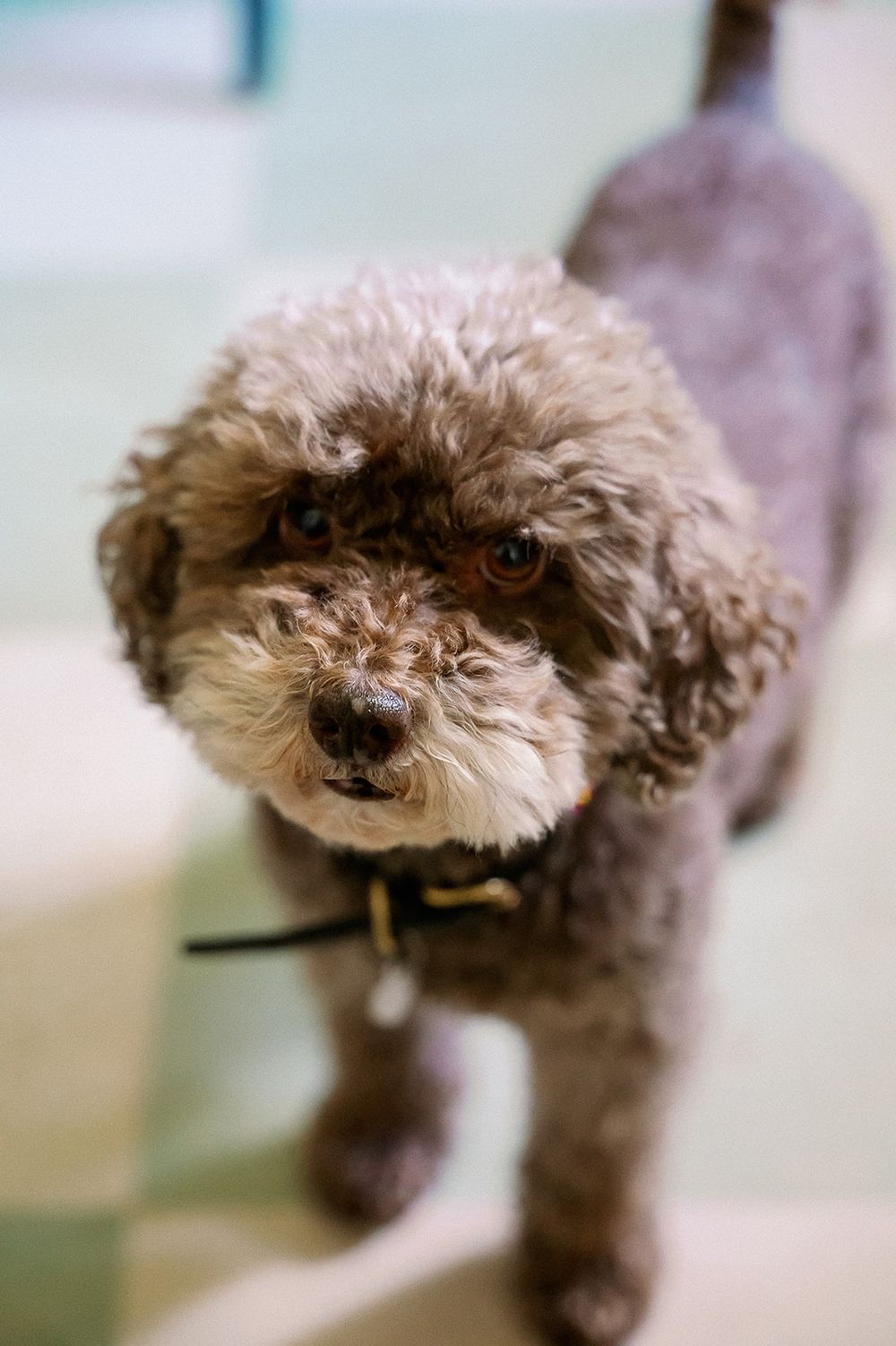 Close-up shots of a small fluffy brown dog with curly fur looking at the camera.