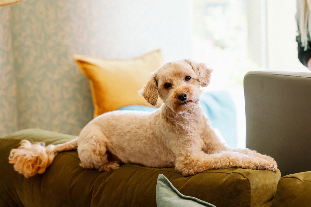 Fluffy white dog relaxing on a tan couch in natural window light.