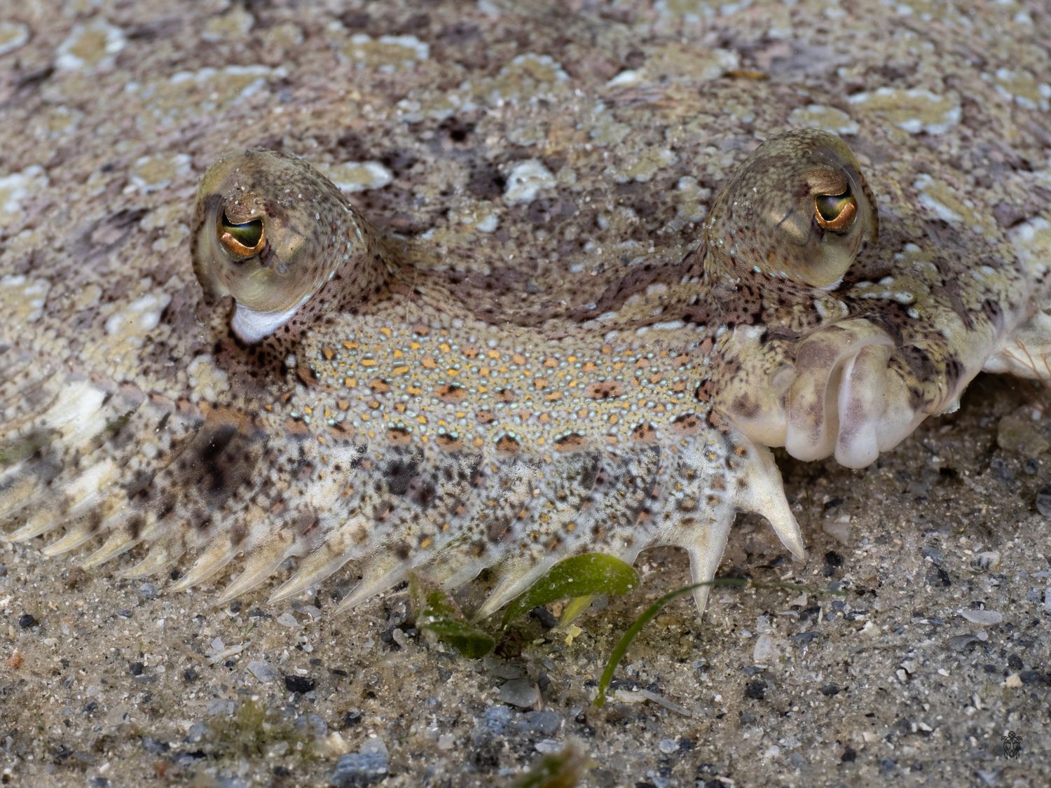 Macro sequence of a well-camouflaged flounder fish blending into sandy seafloor.