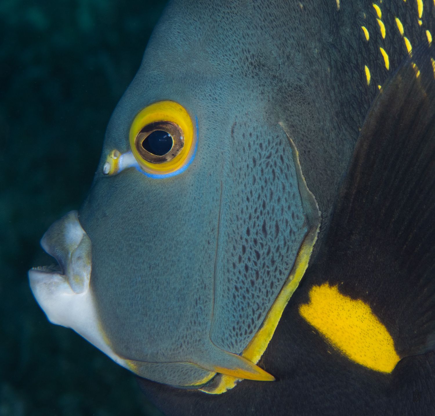 Close-up sequence of a French angelfish's face showing distinctive yellow markings.