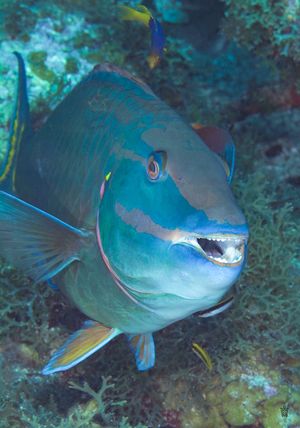 Sequence of blue parrotfish swimming along vibrant coral reef.