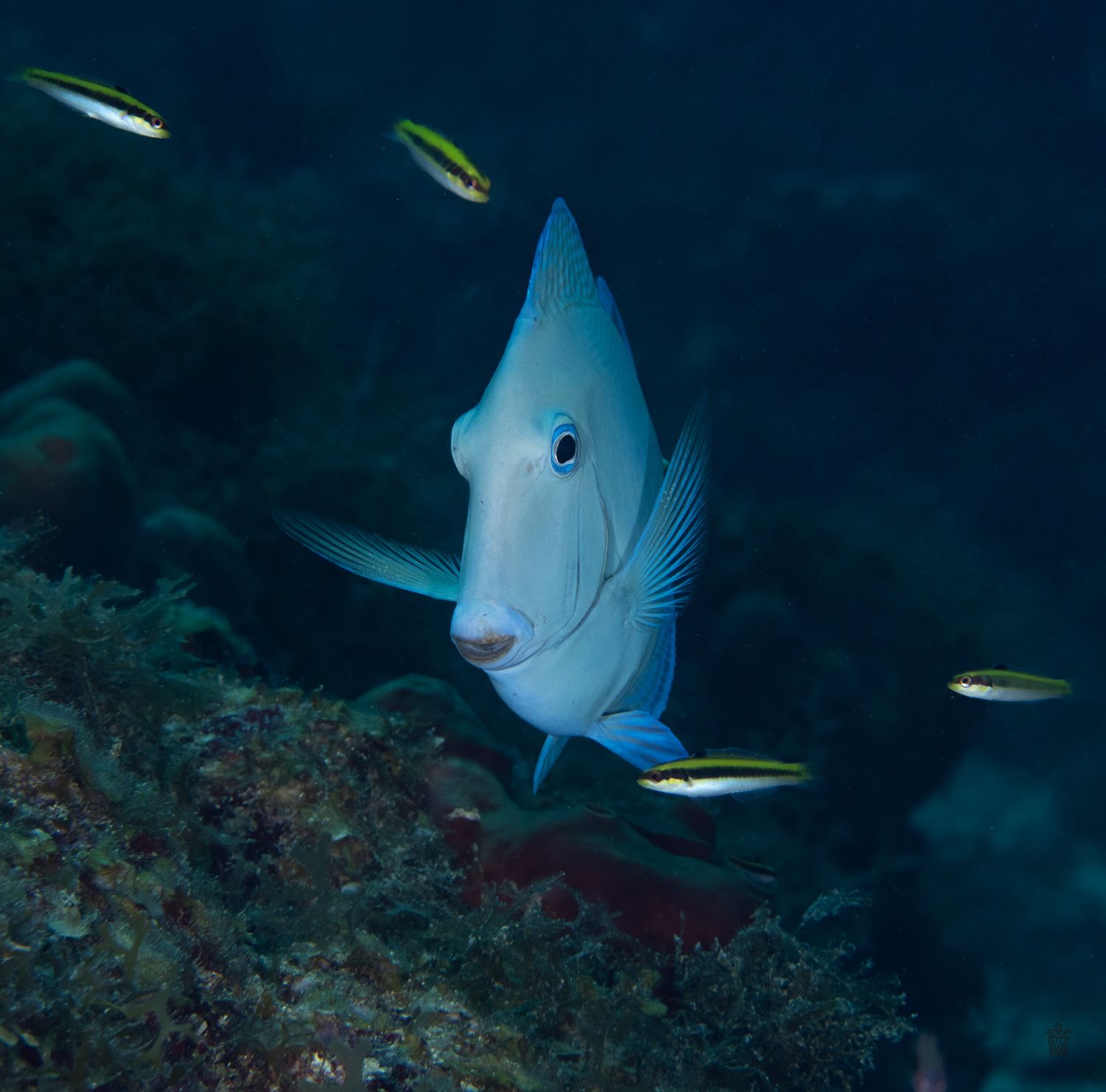 Blue damselfish swimming with smaller yellow fish against dark ocean background.