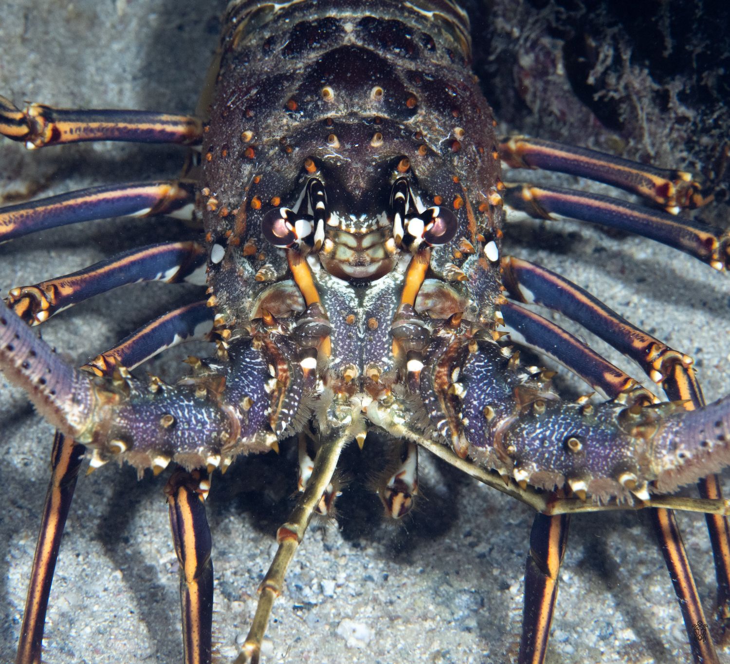 Detailed sequence showing spiny legs and shell of a Caribbean spiny lobster.
