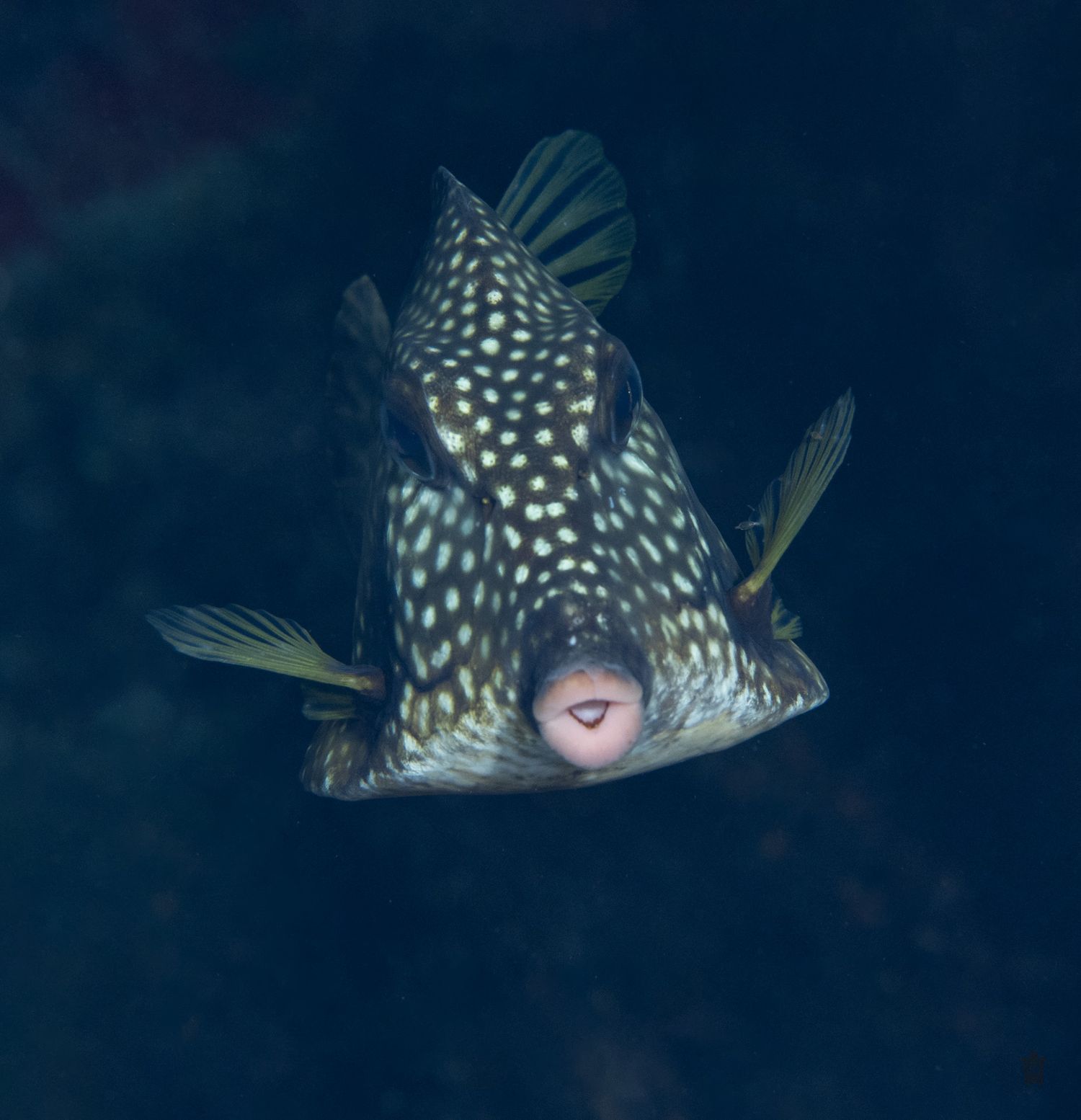 Spotted pufferfish swimming in dark blue ocean waters.