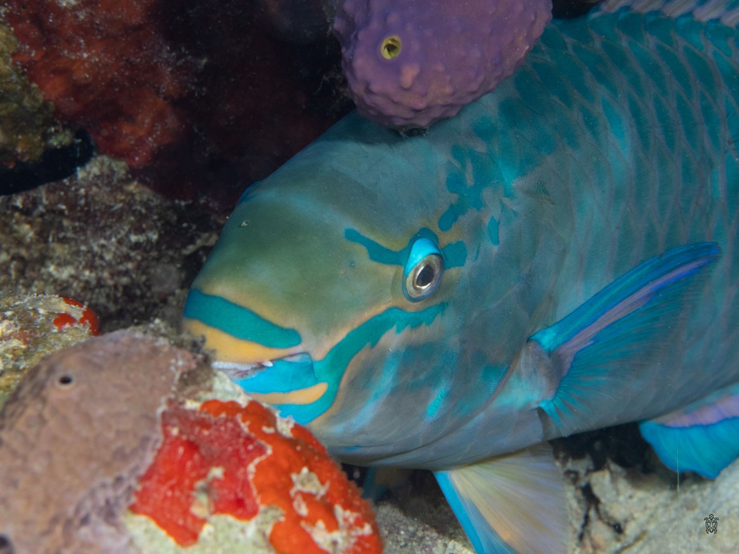 Bright blue parrotfish swimming near coral reef in tropical waters.