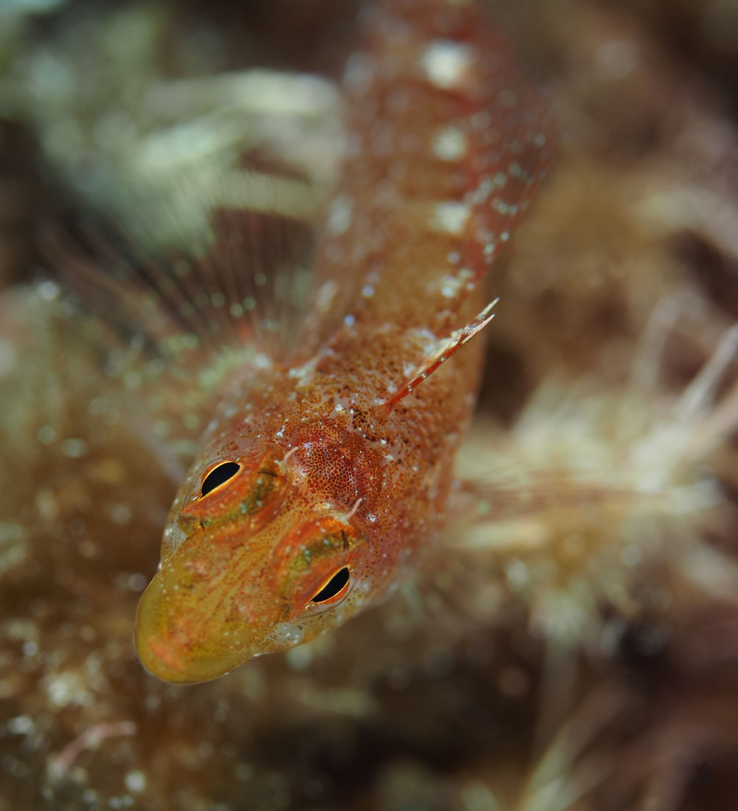 Close-up macro sequence of a tiny red and orange goby fish on coral reef.