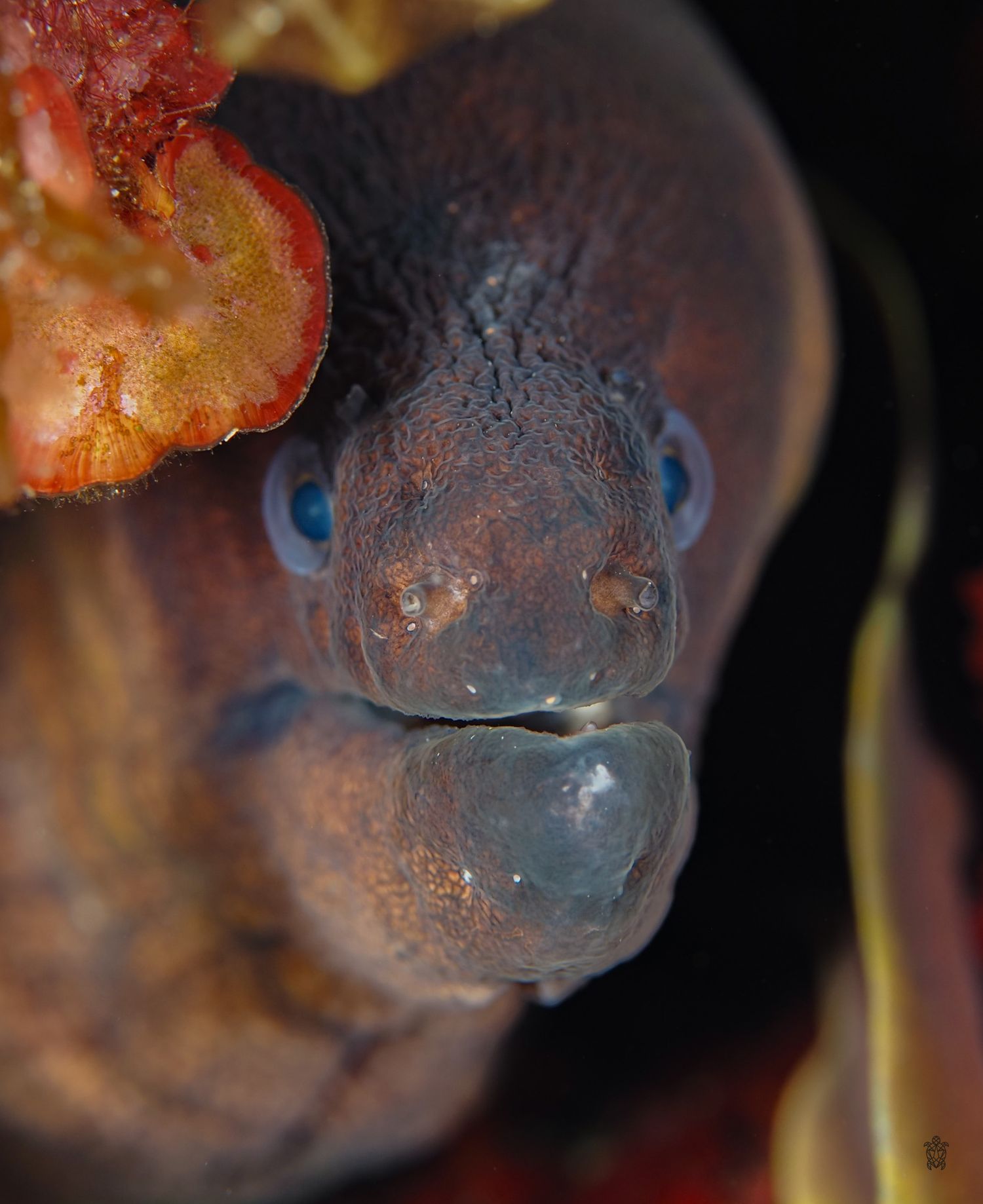 Close-up of moray eel face showing blue eyes and dark textured skin.