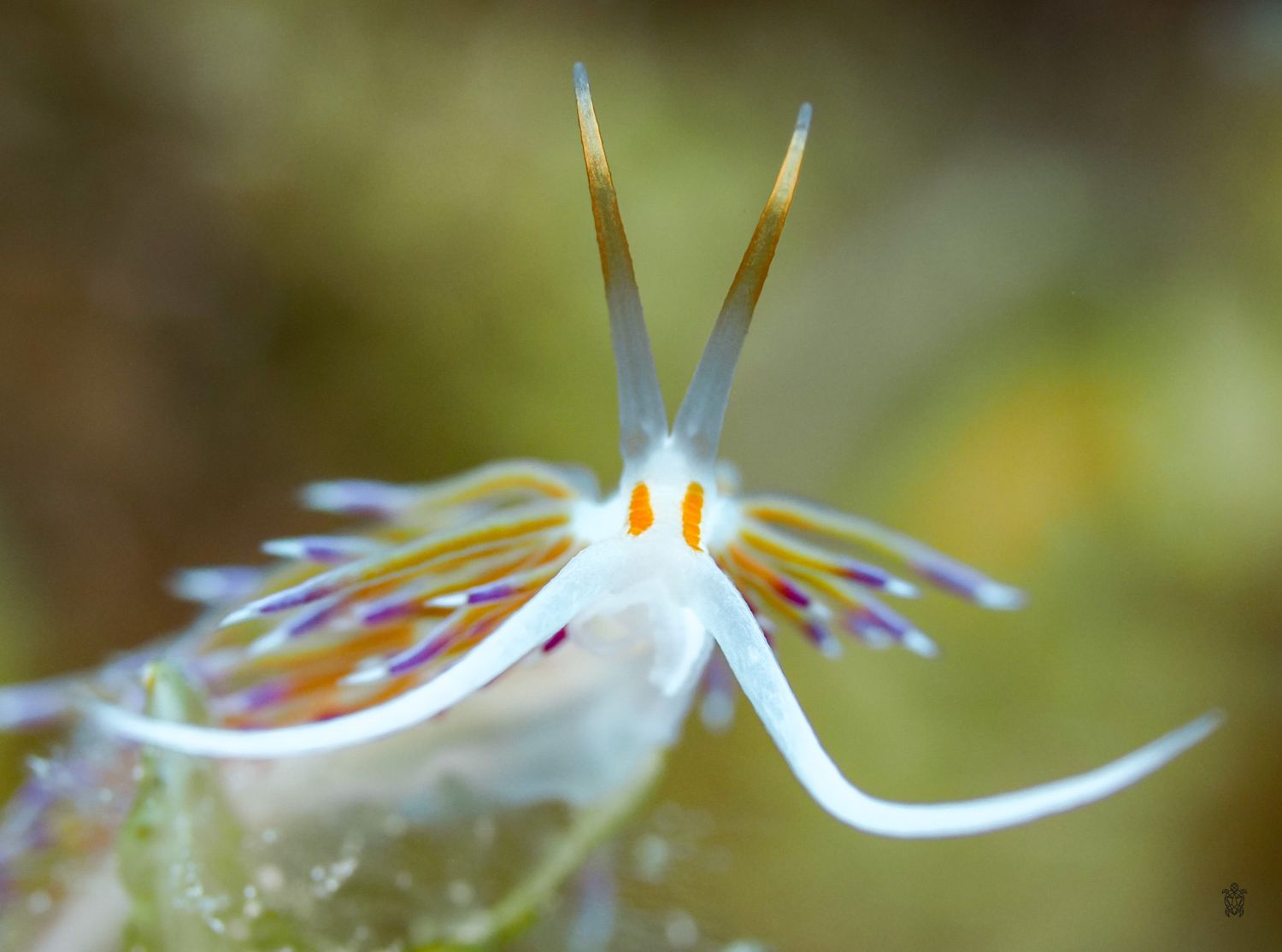 White nudibranch with colorful markings and rhinophores displayed against blurred background.