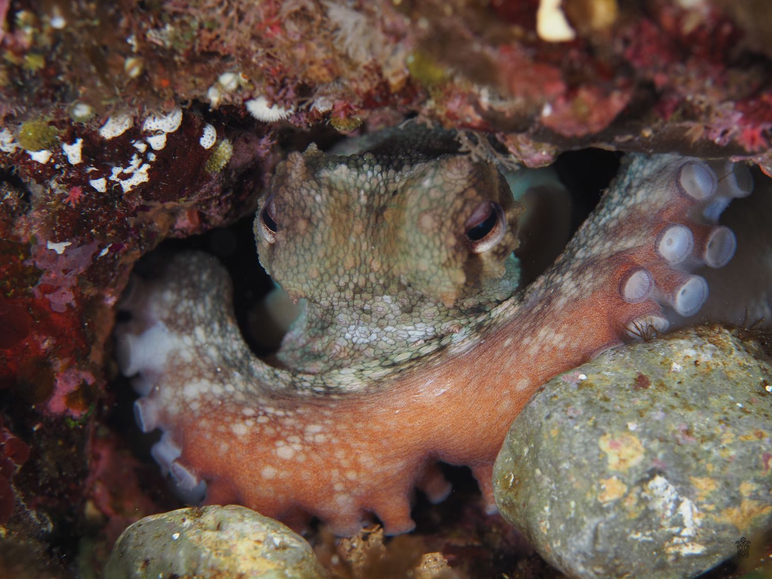 Orange octopus tentacle with suction cups hiding among coral and rocks.