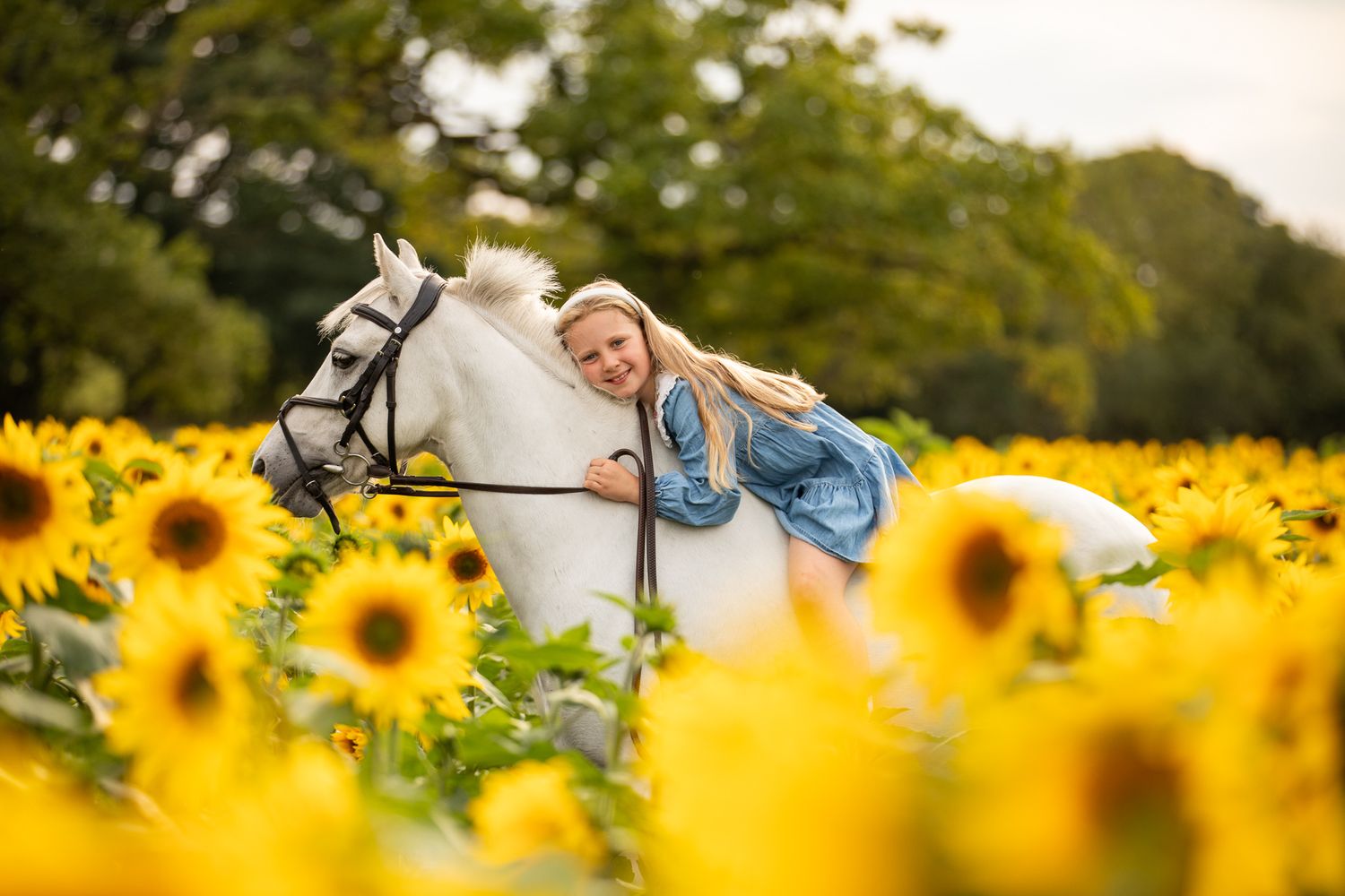 White horse and rider walk through a vibrant field of blooming sunflowers on a sunny summer day.