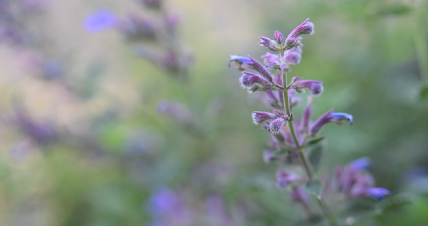 Purple wildflowers swaying in soft focus with blurred natural background.