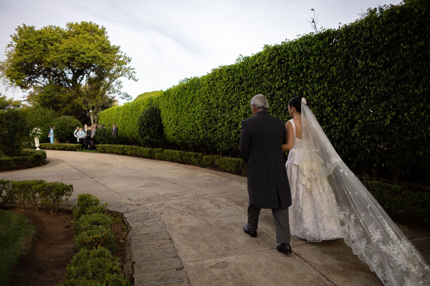 Wedding party walks along a scenic garden path lined with tall hedges and trees on a sunny afternoon.