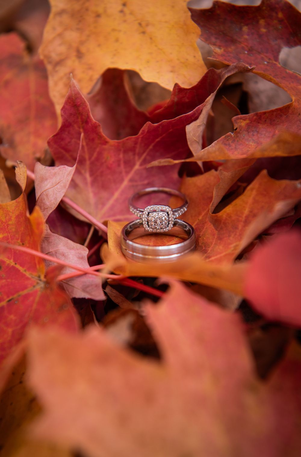 Diamond engagement rings nestled among vibrant autumn maple leaves.