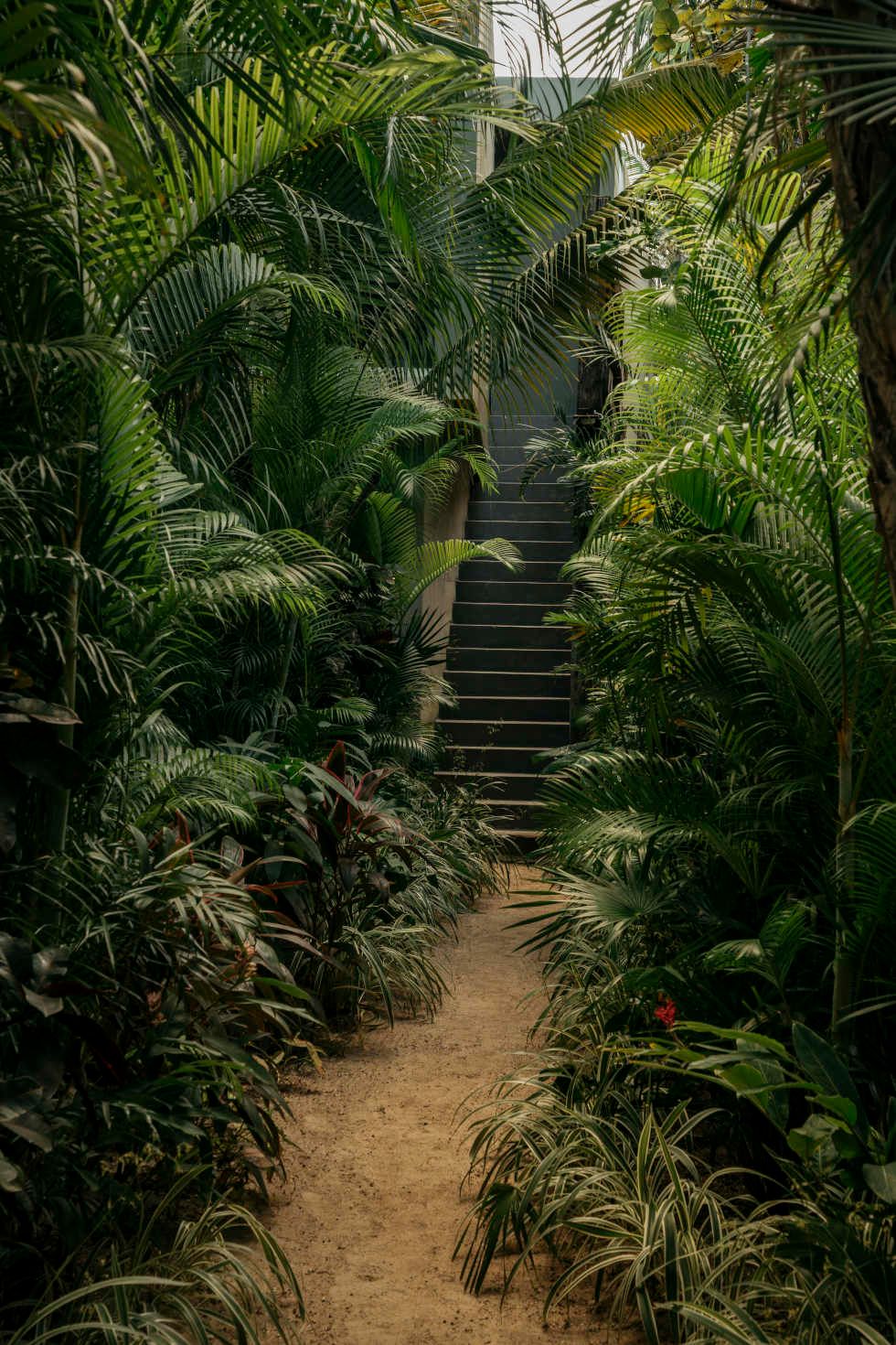 A winding dirt path leads through lush tropical palm plants and ferns in a garden setting.
Casa Malca wedding photographer