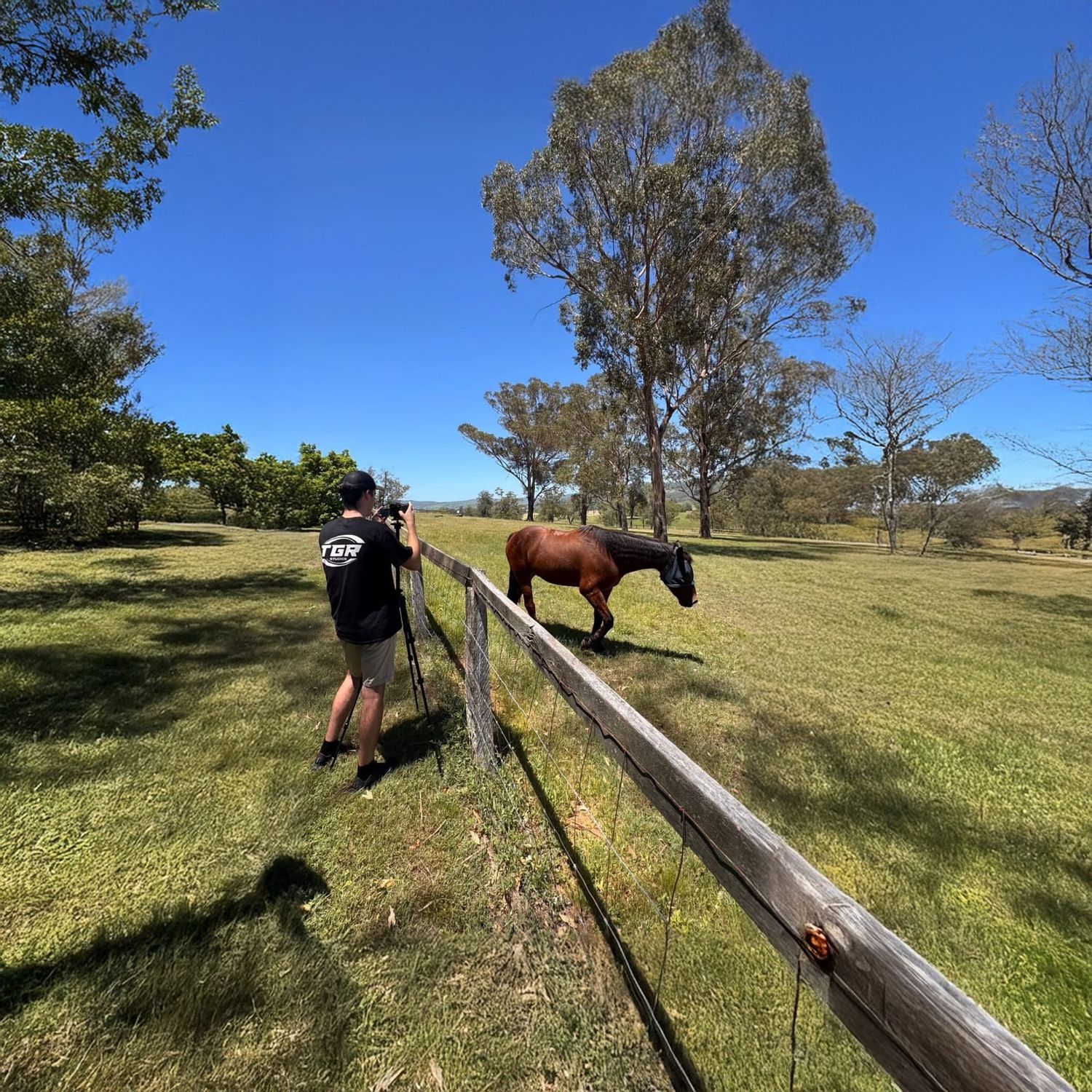 Wooden fence posts extending across a sunny rural pasture with horses.