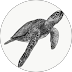A detailed black and white drawing shows a sea turtle swimming gracefully in a circular frame.