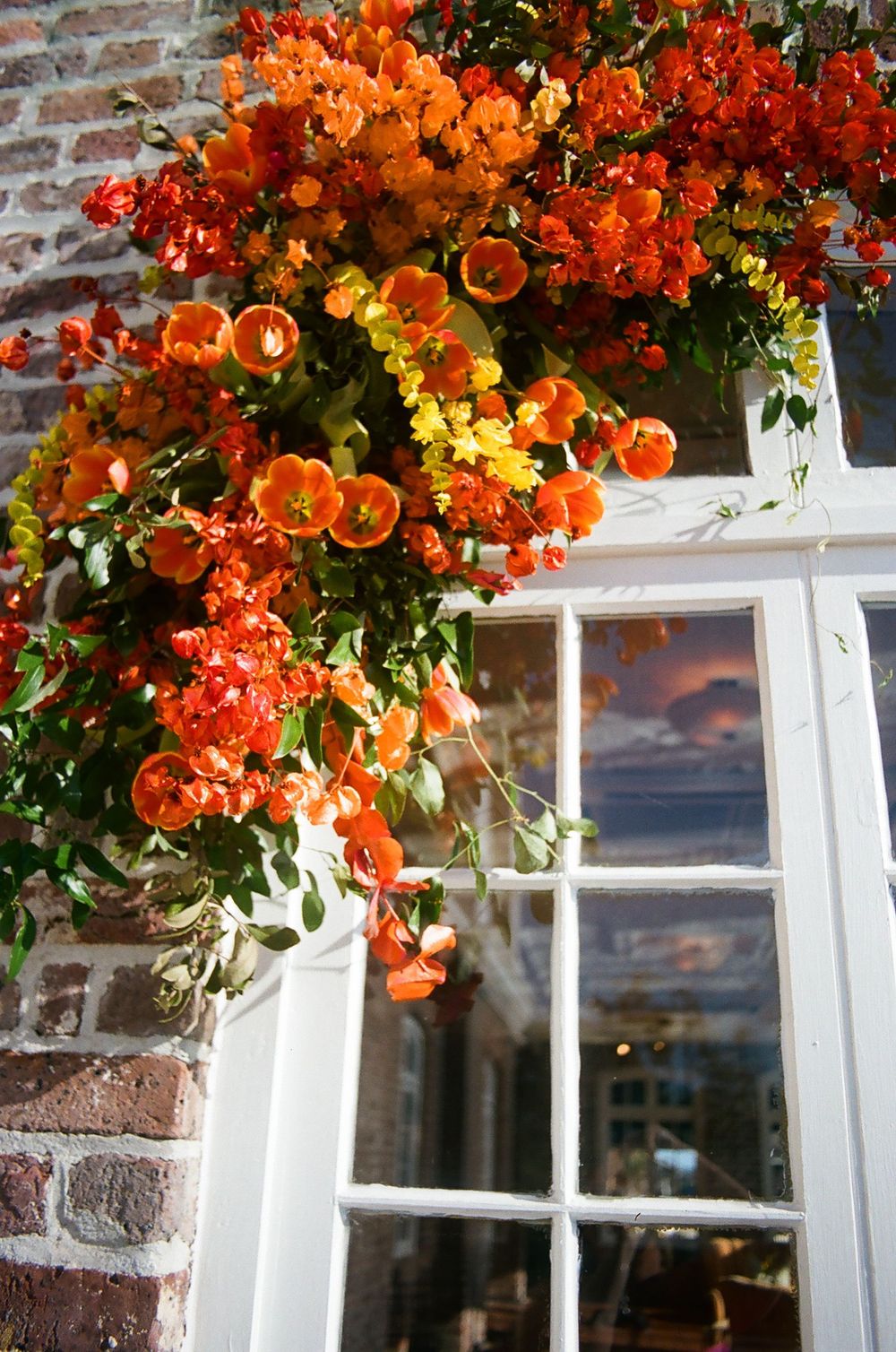 Vibrant orange flowers cascade over white window frames against a rustic brick wall exterior.
