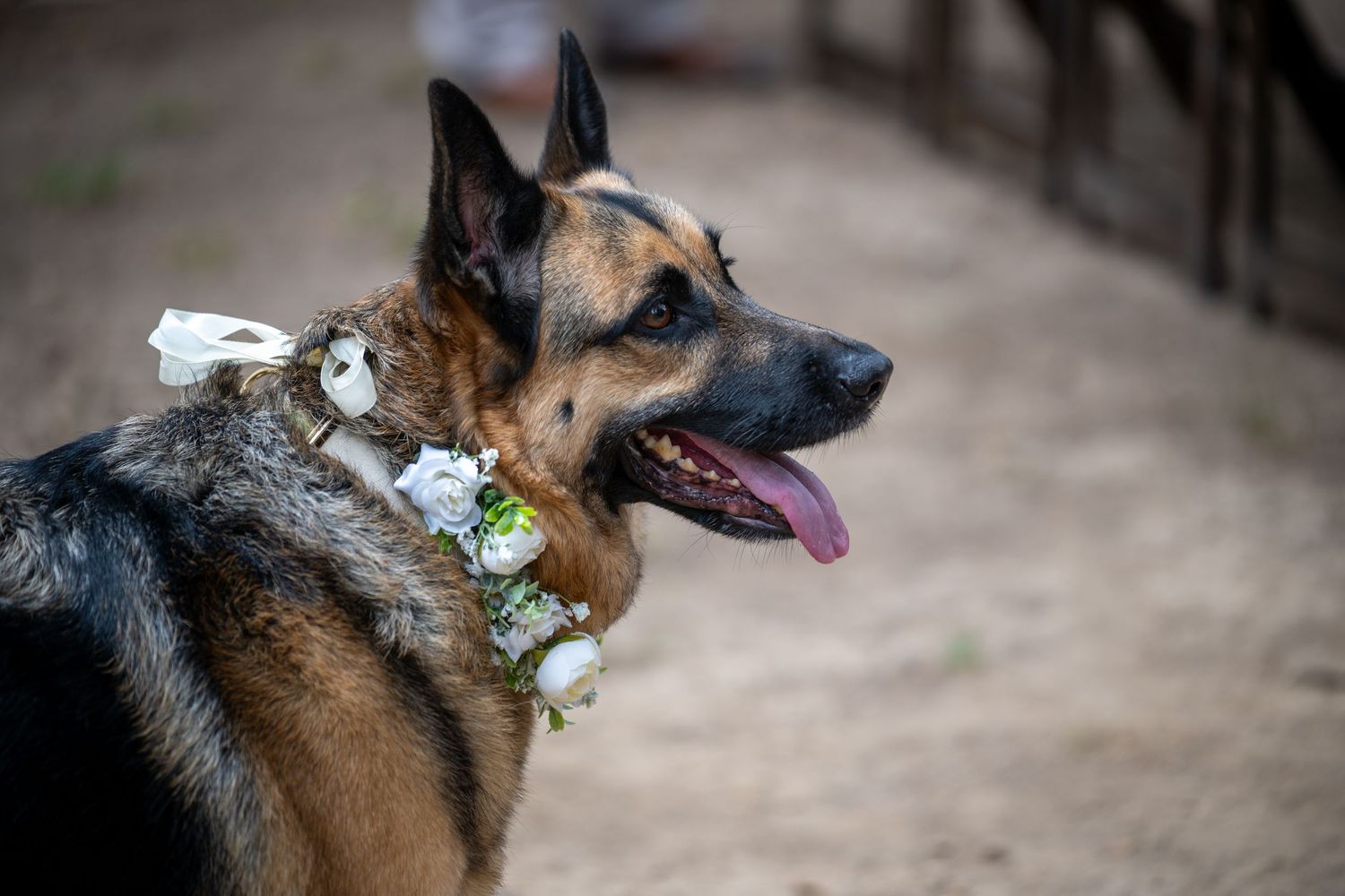 A German Shepherd dog wearing a floral collar with white flowers, tongue out, posed elegantly outdoors.