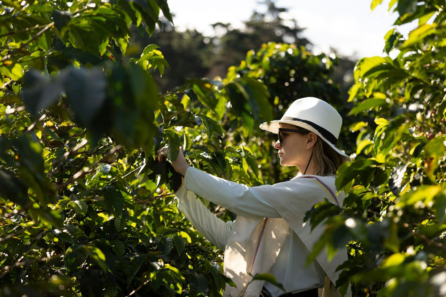 A young woman works in a coffee farm picking coffee beans in Colombia.