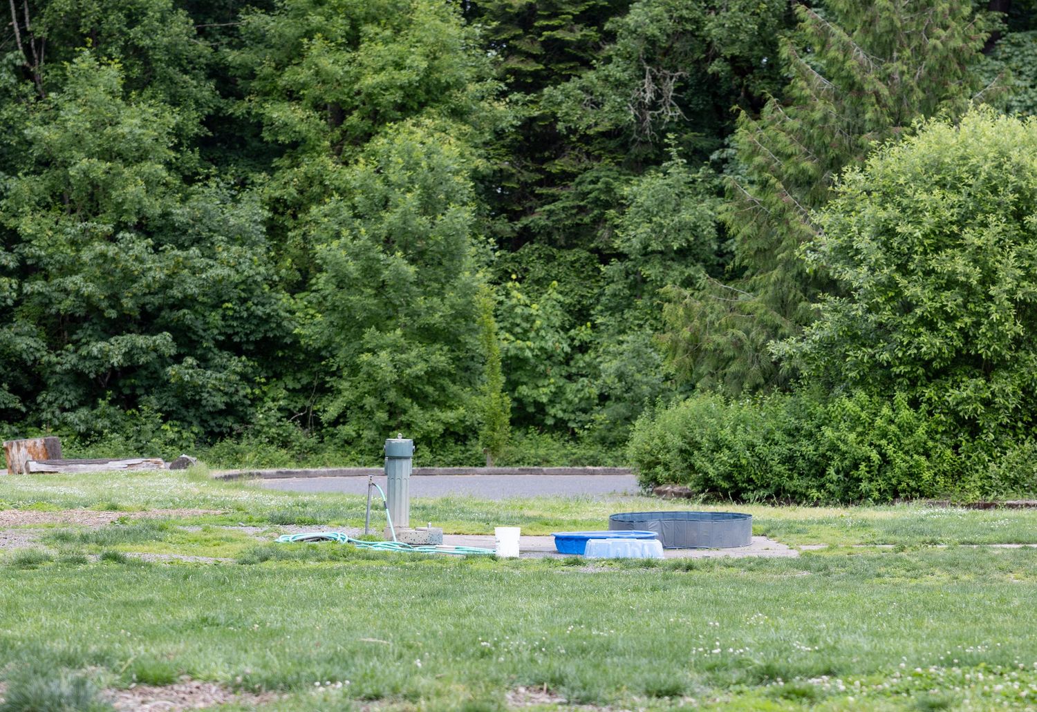 Mary S. Young dog park in West Linn, Oregon. Wading pool for dogs at the off-leash dog area.