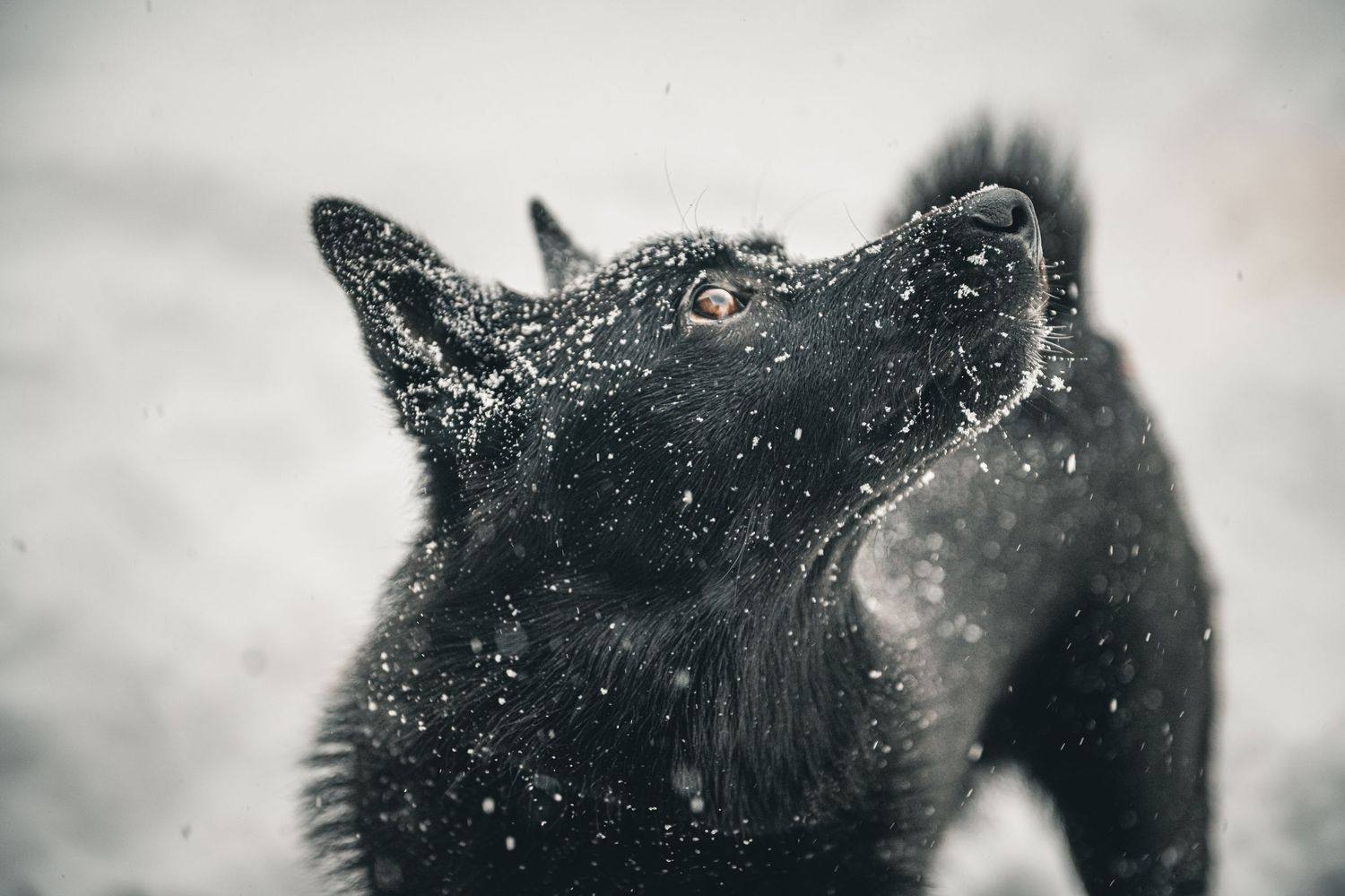 Black cat gazes upward at falling snow in dramatic close-up portrait.