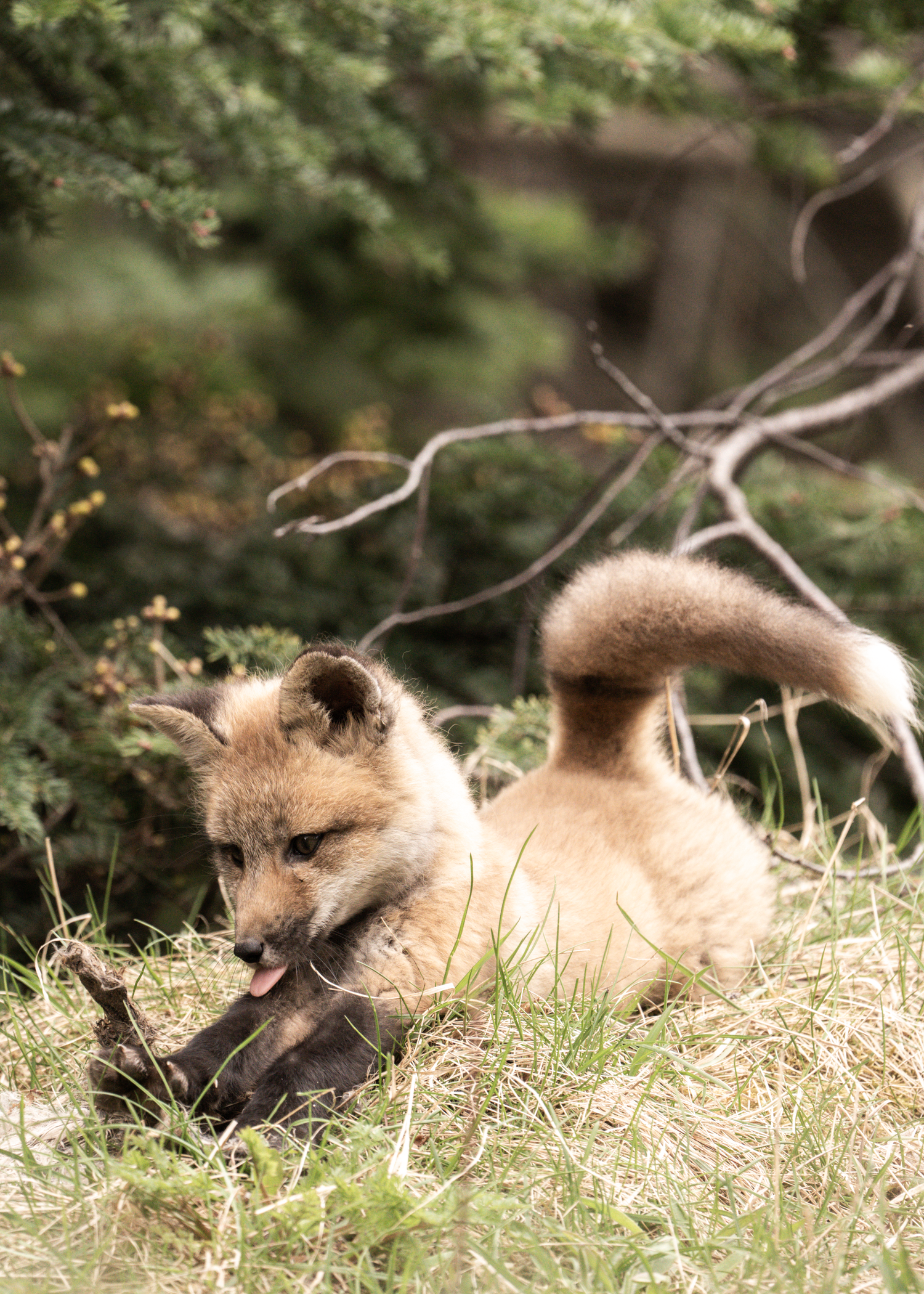 Jeune renardeau en mode jeu au Parc National du Bic à Rimouski