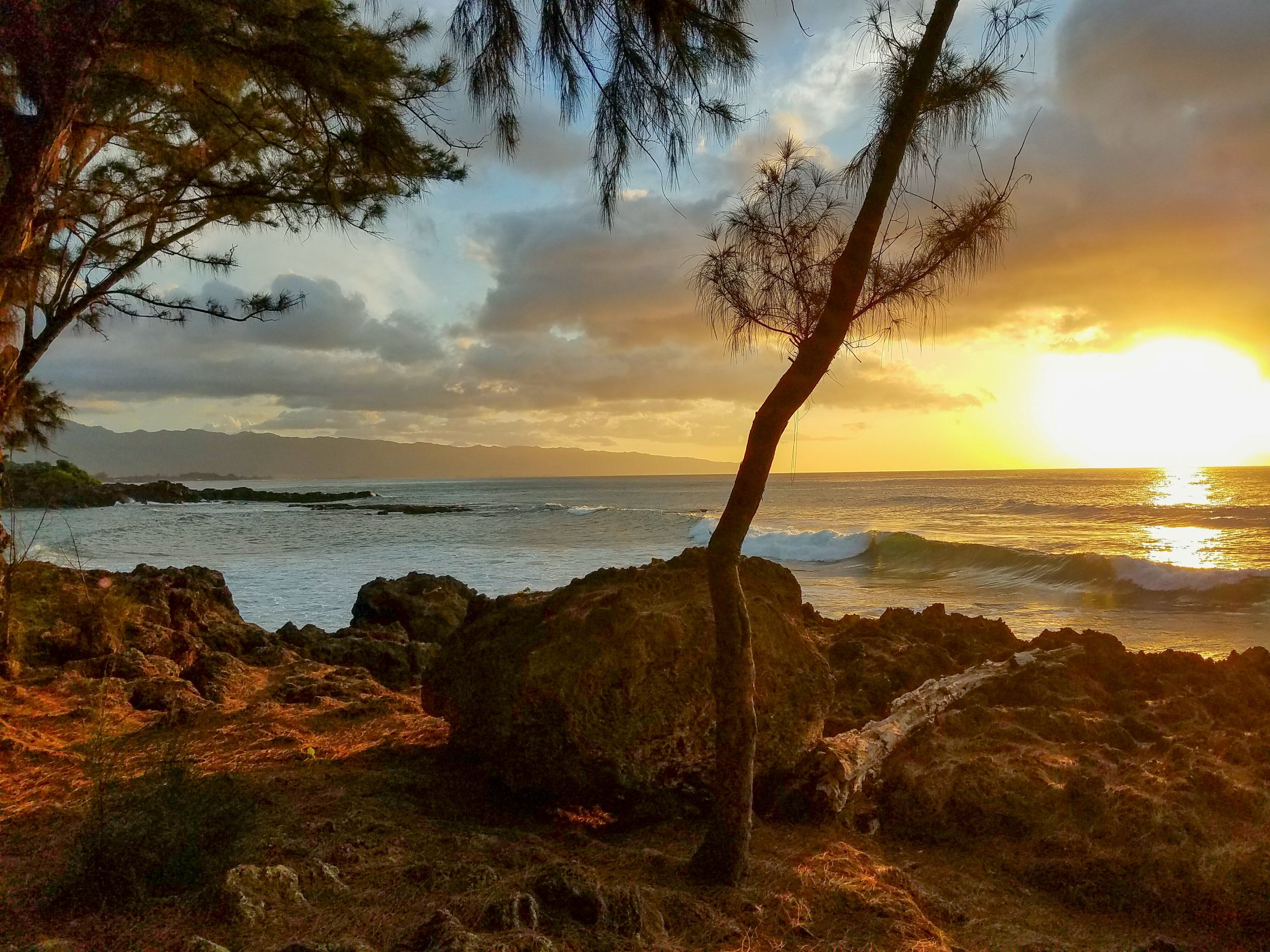 A leaning pine tree on rocky cliffs overlooks a dramatic Hawaiian beach sunset with golden clouds and waves.