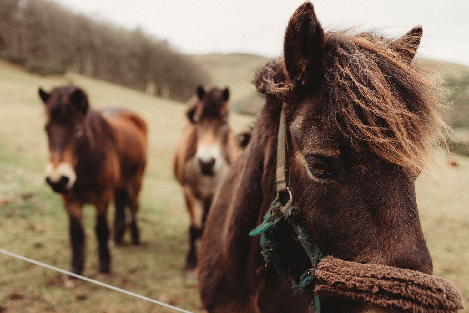 Two brown ponies standing together in a grassy field with rolling hills in the background on an overcast day.