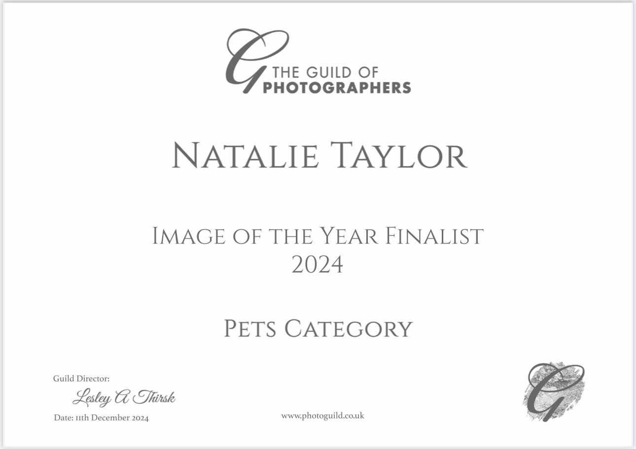 A white certificate with elegant black text showing a photography award for the pets category.