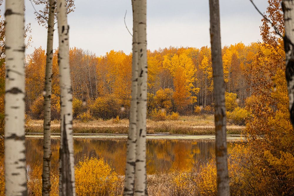 Golden autumn aspen trees reflecting in calm lake with birch trunks in foreground.
