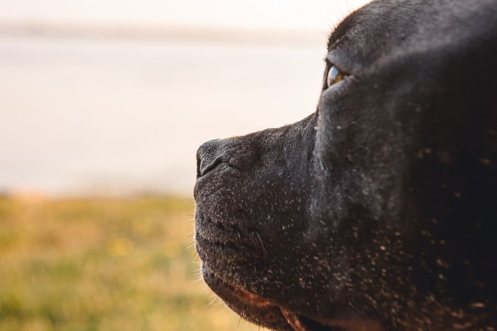 Close-up profile view of a black dog's face against a blurred outdoor background at sunset.