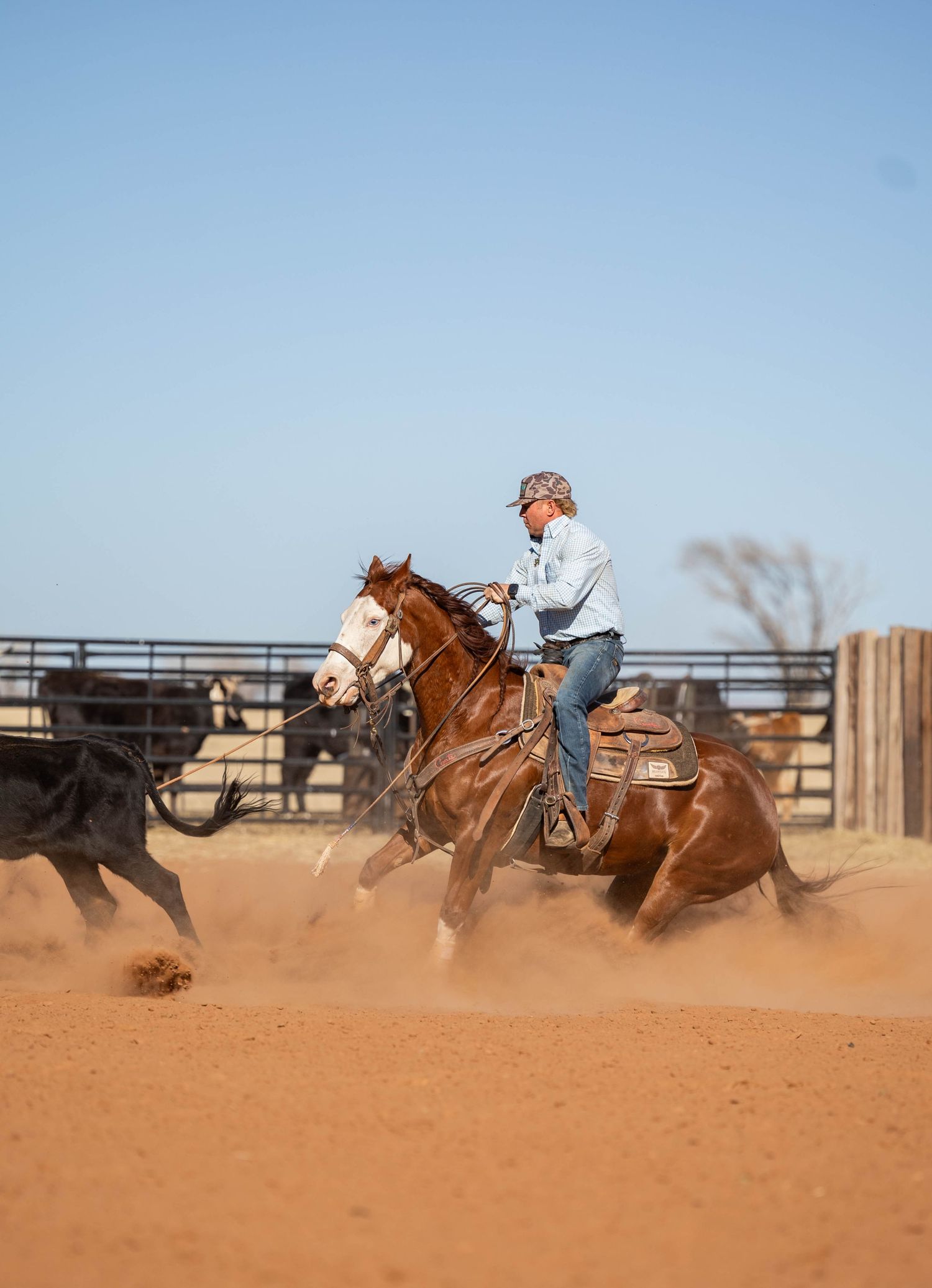 Equine Photography