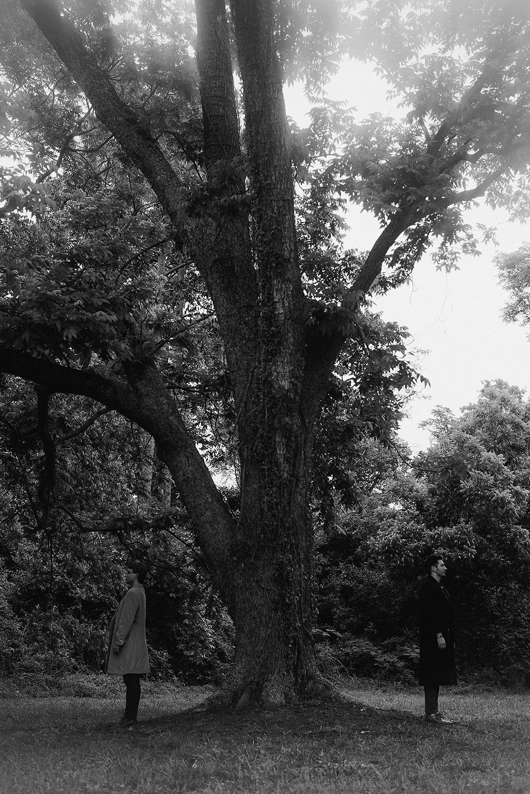 A misty black and white landscape photograph of tall trees in a foggy forest setting.