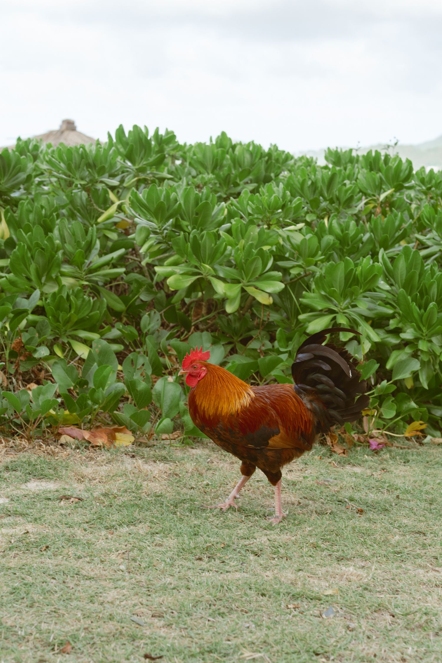 Colorful rooster strutting through green foliage in tropical garden setting.