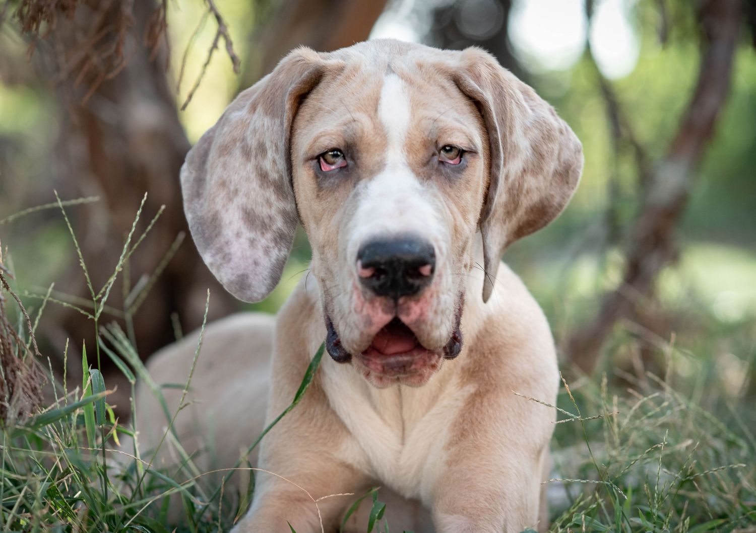 Young fawn Great Dane puppy with spots lying in grass looking at the camera.