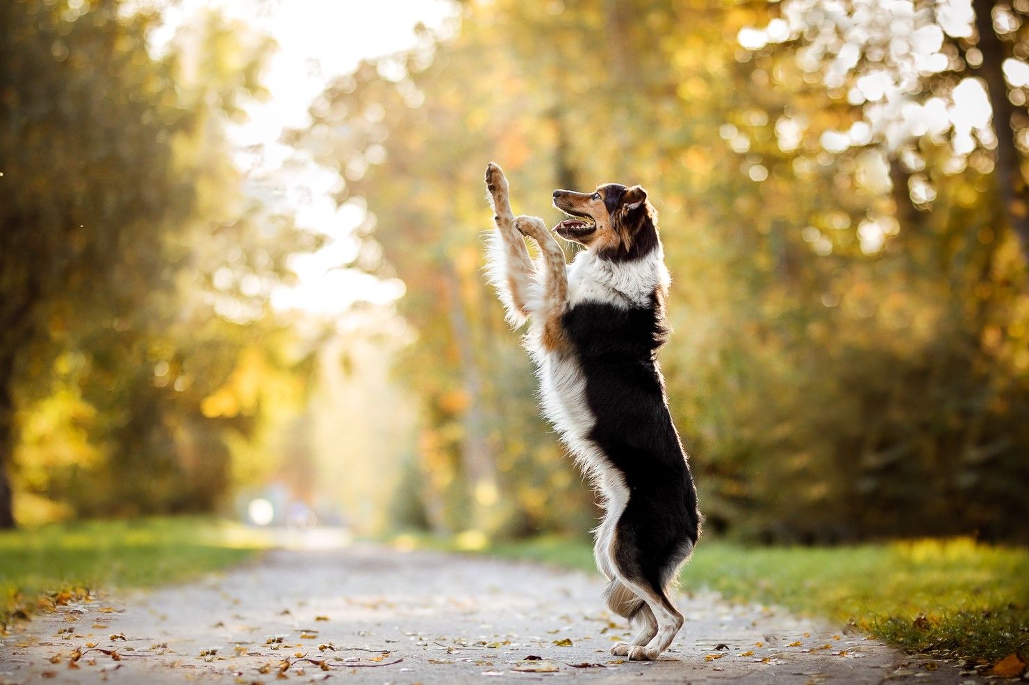 Photographe canin en Belgique
