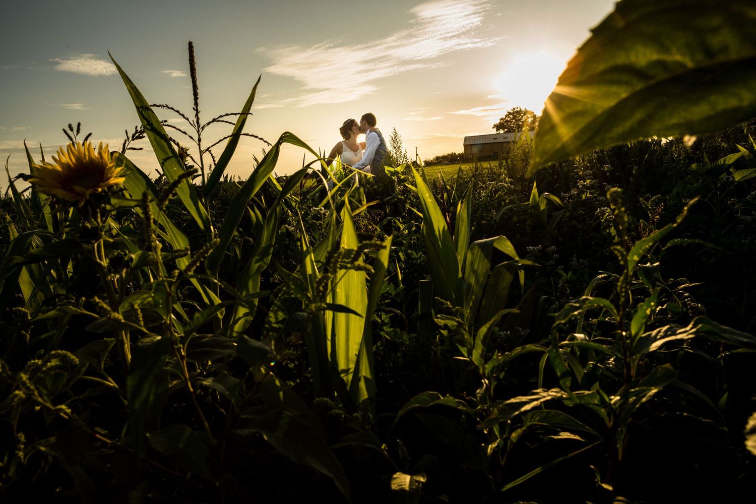 A couple stands embracing in a cornfield in Kentville at sunset with golden light streaming through the stalks near Healy Events.