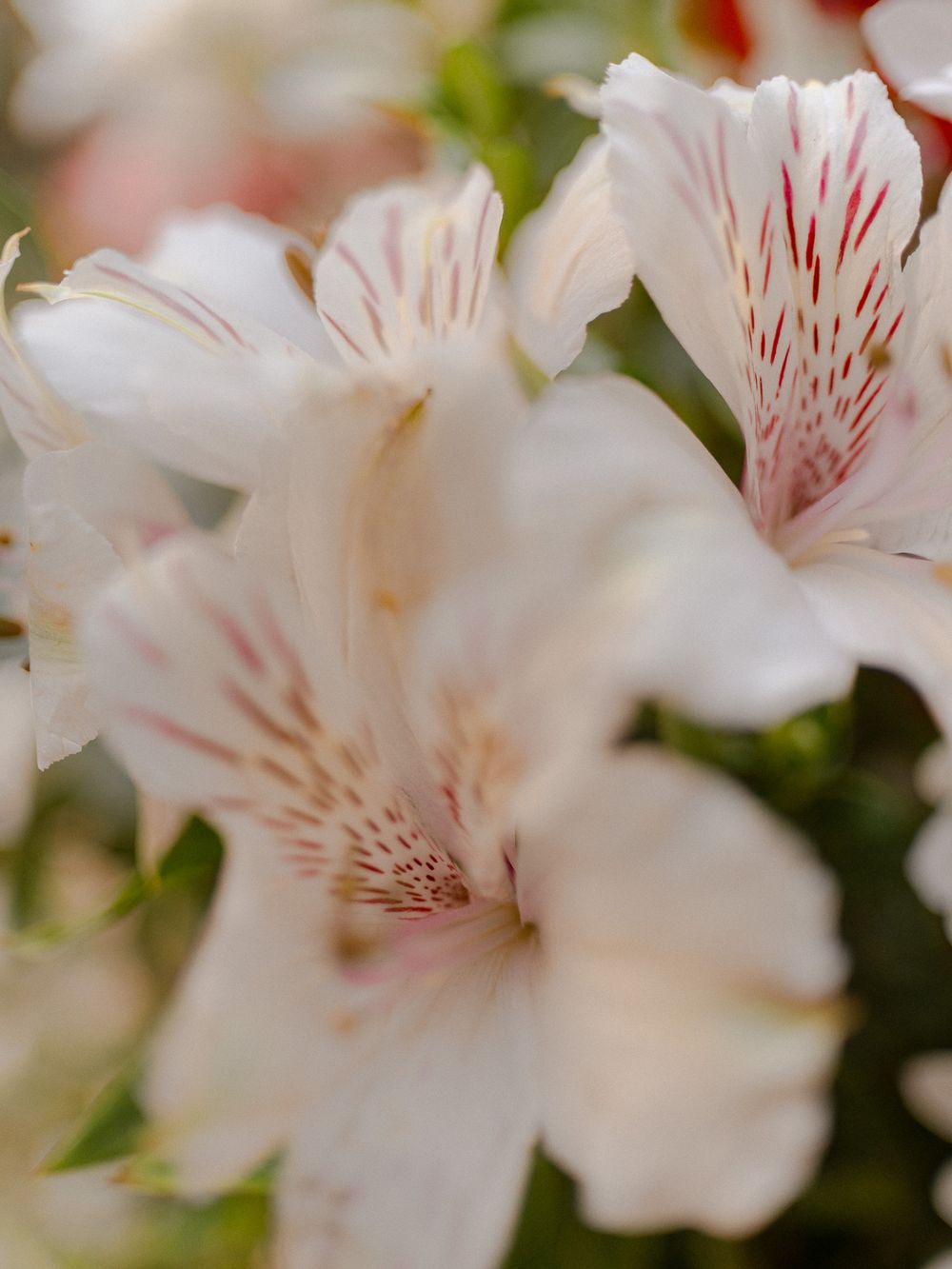 Close-up of delicate white and pink alstroemeria flowers with distinctive markings.