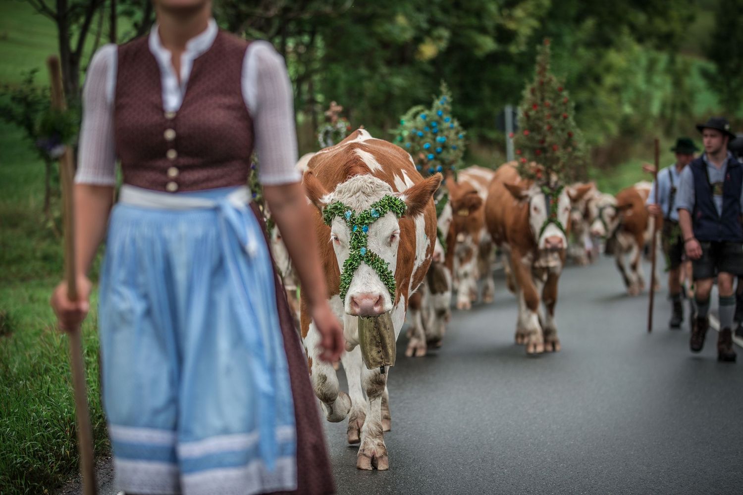 Fotografie; Almabtrieb; Bauern; Bergbauern; Tradition; Schliersee; Spitzingsee; Berge; Bayern; Oberbayern; Da Schachten