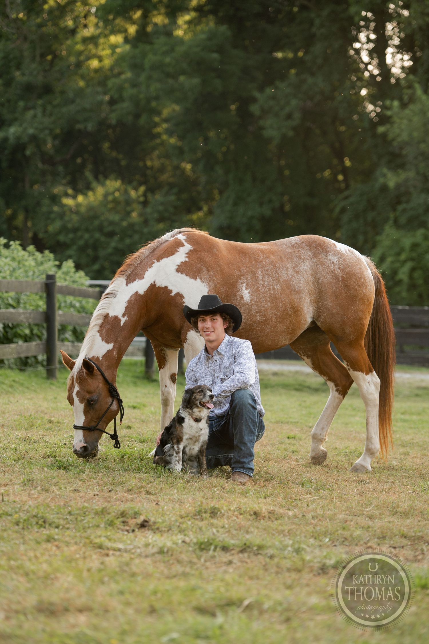 Paint horse grazing next to Border Collie in a sunlit pasture with wooden fencing.