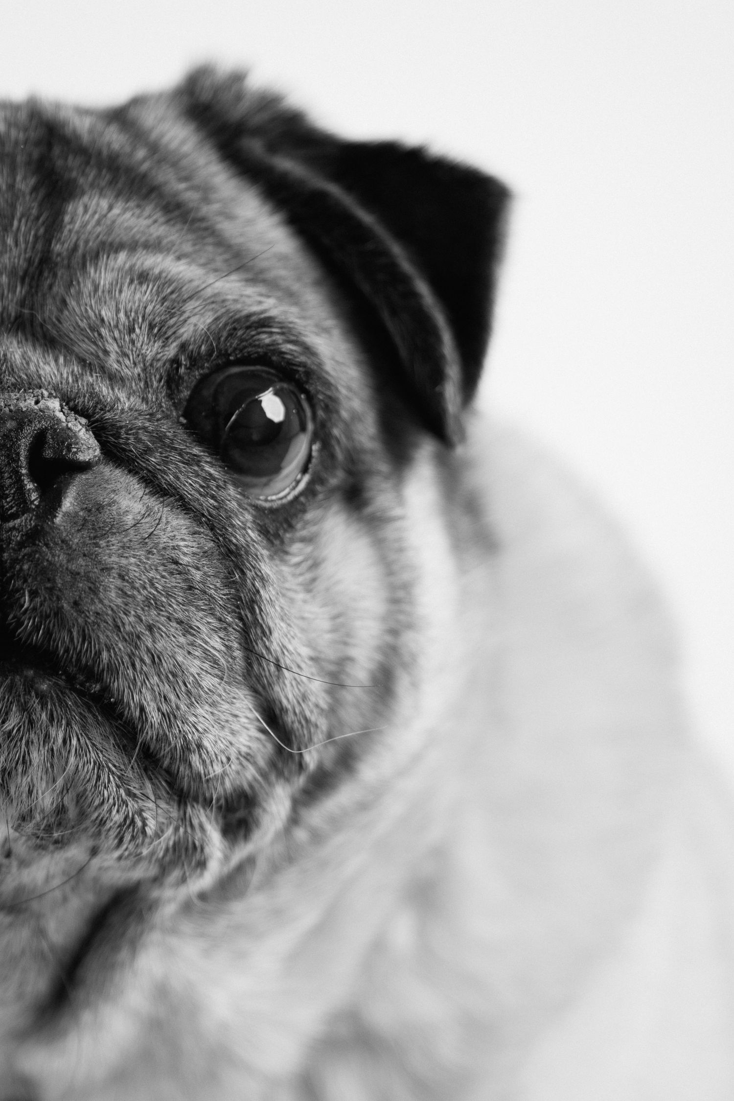 Close-up black and white portrait of a pug dog's face showing wrinkles and expressive eye.
