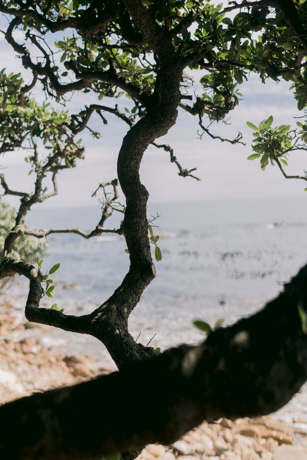 Gnarled coastal tree silhouetted against sparkling ocean water on a sunny day.