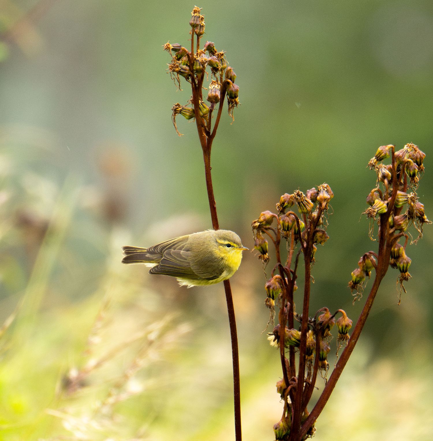 Yellow finch resting on dried plant stalks against blurred green background.