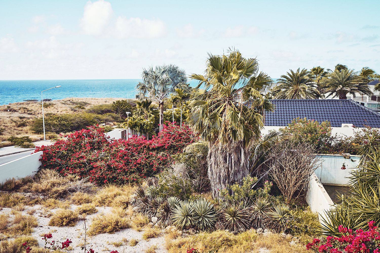 Tropical landscape with palm trees and vibrant red bougainvillea flowers overlooking the ocean.