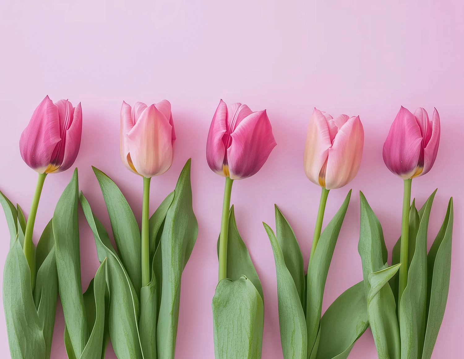 Pink and light pink tulips arranged in a row against a pastel pink background with green stems and leaves.